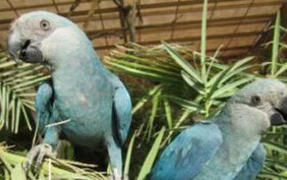 Filhotes de ararinhas-azuis nascem no Brasil após 20 anos de extinção