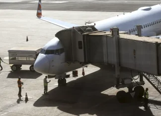Comissão do governo vai definir regras para transporte aéreo de pets