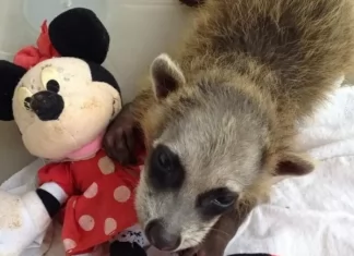 Bichos de pelúcia ajudam a acolher animais silvestres resgatados