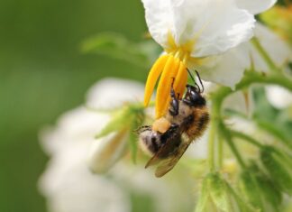 Biodiversidade de insetos no Brasil está em queda, mostra estudo