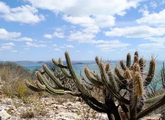 Estudo vê chance de recuperação de meio milhão de hectares de caatinga