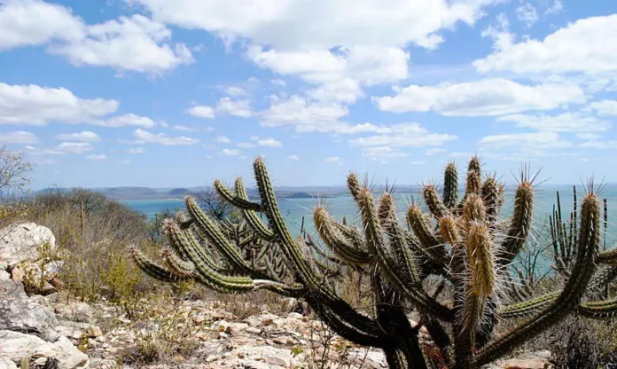 caatinga20220429_0039