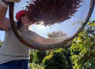 Conab projeta cenário positivo na produção brasileira de café este ano