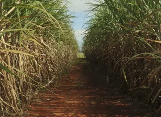 Seca extrema derruba produtividade de cana e usinas antecipam colheita