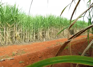 “Super enzima” de bactéria pode transformar resíduos em biocombustível