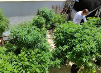 Liberação da cannabis no Uruguai manteve privilégios e exclusões