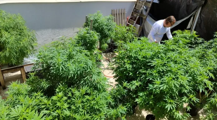Anvisa fará consulta pública para atualizar regulamentação da cannabis