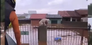 Pelo menos 3,5 mil animais ilhados pela chuva foram resgatados no RS
