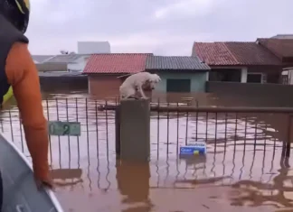 Pelo menos 3,5 mil animais ilhados pela chuva foram resgatados no RS