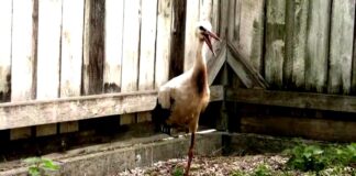 Cegonha reaprende a viver com prótese 3D criada por estudante