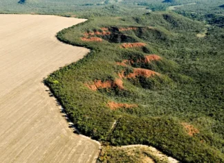 Área desmatada no Brasil em 2023 cai 11,6%, indica MapBiomas