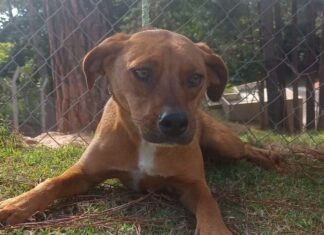 Evento de adoção de animais acontece neste sábado em Cotia