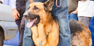 Cotia anuncia a instalação do serviço móvel de castração de cães e gatos