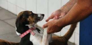 Comissão aprova circulação de animais em condomínios Comissão aprova circulação de animais em condomínios