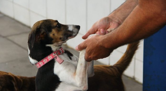 Comissão aprova circulação de animais em condomínios Comissão aprova circulação de animais em condomínios