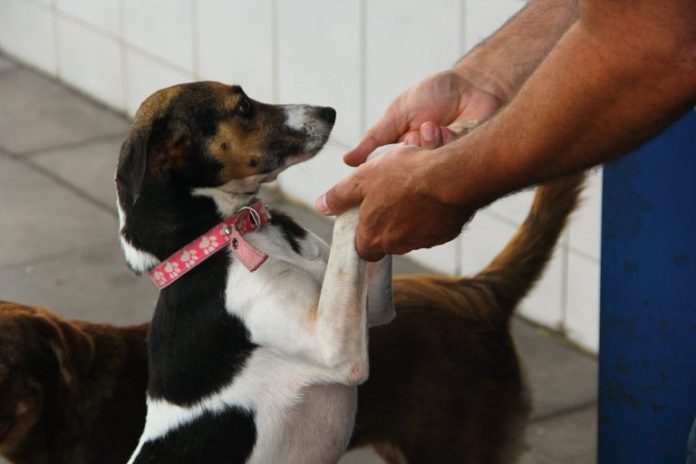 Comissão aprova circulação de animais em condomínios Comissão aprova circulação de animais em condomínios