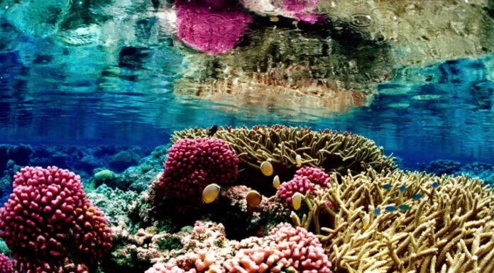 Comissão de Meio Ambiente debate papel do Brasil na 3ª Conferência dos Oceanos da ONU Comissão de Meio Ambiente debate papel do Brasil na 3ª Conferência dos Oceanos da ONU