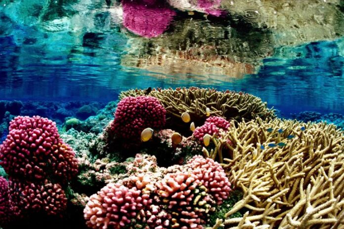 Comissão de Meio Ambiente debate papel do Brasil na 3ª Conferência dos Oceanos da ONU