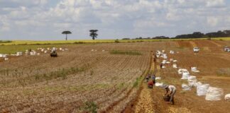 Comissão debate regras para contratação de trabalhador agrícola safrista Comissão debate regras para contratação de trabalhador agrícola safrista
