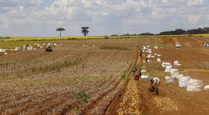 Comissão debate regras para contratação de trabalhador agrícola safrista Comissão debate regras para contratação de trabalhador agrícola safrista