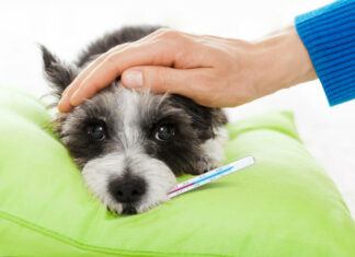 Vírus altamente contagioso se espalha entre cães nos EUA