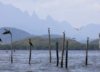 Mangue conservado transforma pescadores em guias de turismo