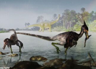 Estudo brasileiro descreve dinossauro que viveu no período Cretáceo