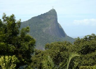 Estudos mostram benefícios das florestas para grandes cidades
