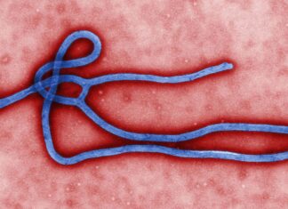 Novo surto de ebola atinge a República Democrática do Congo