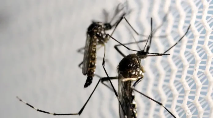 Vacina contra a dengue do Butantan pode beneficiar saúde global