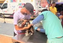 Barueri promove atendimento veterinário gratuito para pets no Jardim Líbano Veterinário aplica vacina em cão durante atendimento gratuito do programa Saúde Animal em Barueri.