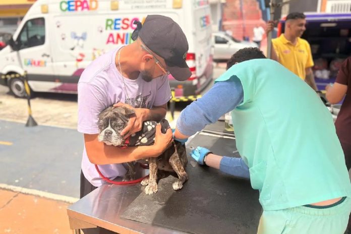 expresso-d107e3041c8b282534a398a4 Veterinário aplica vacina em cão durante atendimento gratuito do programa Saúde Animal em Barueri.
