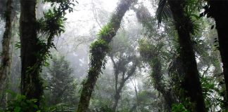 É vantajoso preservar floresta no entorno de áreas agrícolas? Estudo de SP responde
