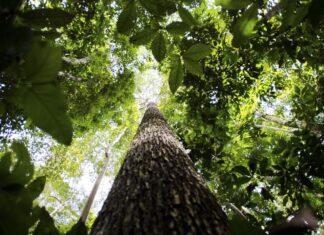 Crise climática pode ser combatida com monetização de reflorestamento