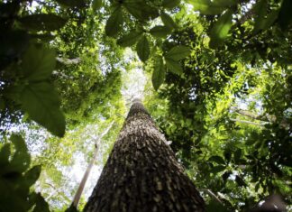 Ecóloga paraense defende fortalecimento de comunidades da Amazônia