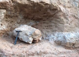 Fóssil de dinossauro é encontrado no interior de SP