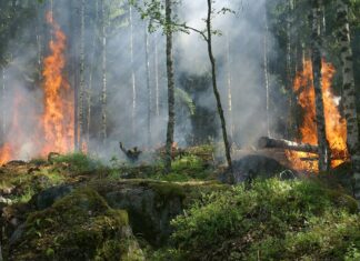 Em sete meses, Minas Gerais tem o maior número de incêndios em 11 anos