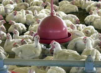 Valor de produção da pecuária tem recorde, com marca de R$ 122,5 bi