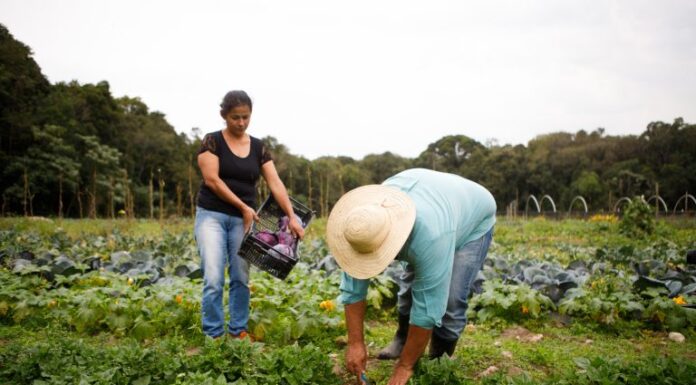 Governo libera R$ 12 bilhões em crédito para produtores rurais afetados pelo clima Governo libera R$ 12 bilhões em crédito para produtores rurais afetados pelo clima