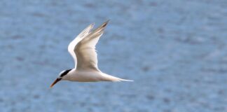 Governo de SP decreta estado de emergência por gripe aviária