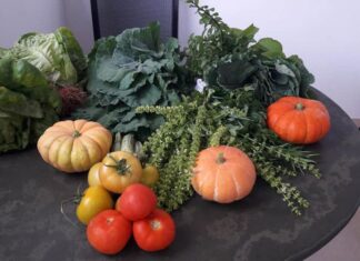 Iniciativa leva hortas a lajes da Rocinha para gerar alimento e renda