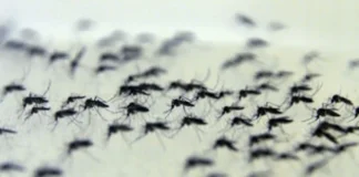 Brasil passa de 4 milhões de casos de dengue; mortes chegam a 1.937