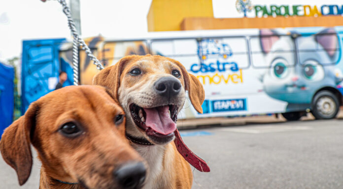 Prefeitura de Itapevi abre inscrições para Campanha de Castração Gratuita de Cães e Gatos