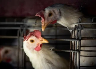 Gripe aviária: Brasil confirma dois focos e investiga seis casos