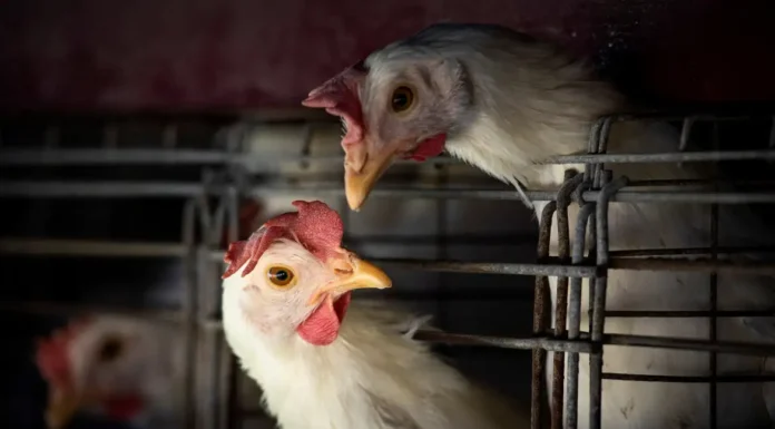 Gripe aviária: Brasil confirma dois focos e investiga seis casos