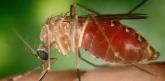 Rio confirma mais duas mortes por febre do Oropouche