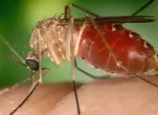 Rio confirma mais duas mortes por febre do Oropouche