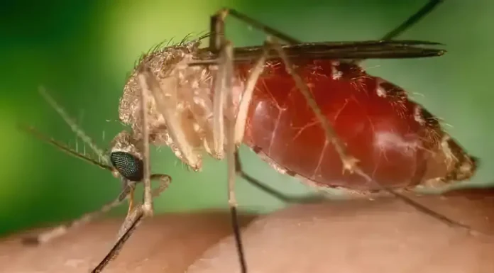 Rio confirma mais duas mortes por febre do Oropouche
