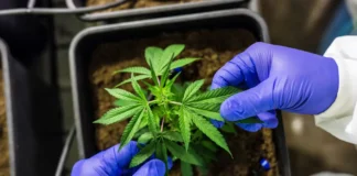 Cultivo de cannabis medicinal pelo agronegócio é destaque em congresso