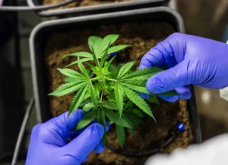 Cultivo de cannabis medicinal pelo agronegócio é destaque em congresso